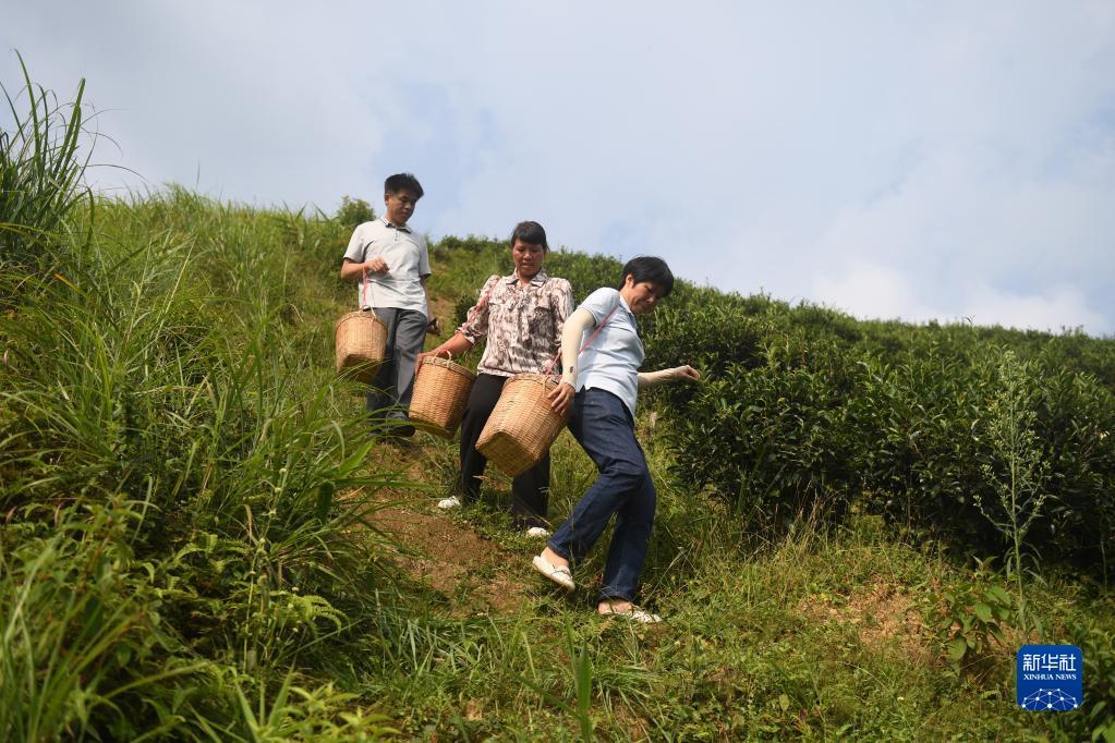 在廣西蒼梧縣六堡鎮(zhèn)山坪村，祝雪蘭（前）和村民采茶后走下茶山（2022年9月22日攝）。新華社記者 陸波岸 攝